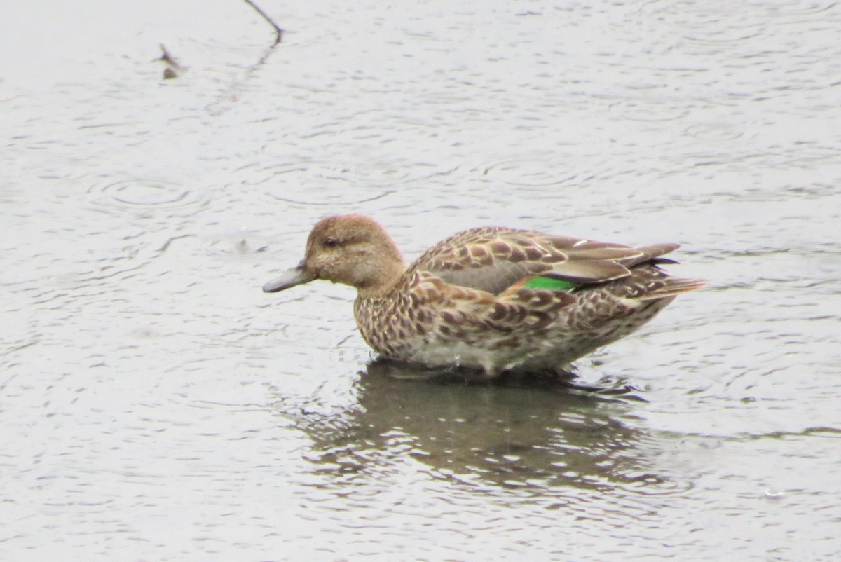 Green-winged Teal - ML481546581