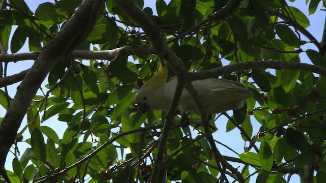 Sulphur-crested Cockatoo - ML481547