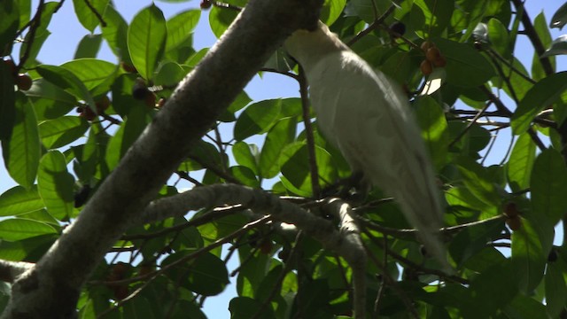 Sulphur-crested Cockatoo - ML481550