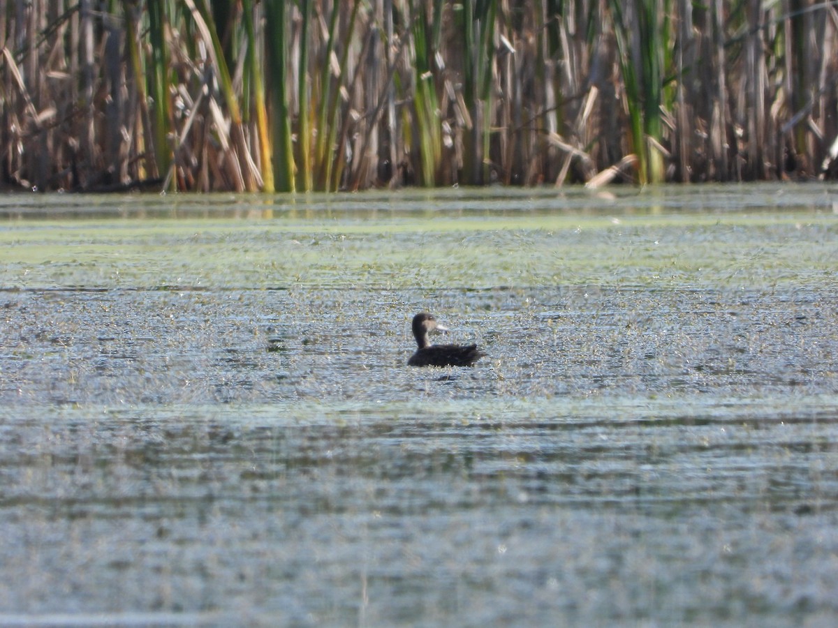 Canard colvert - ML481550231