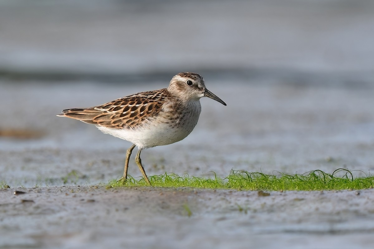 Least Sandpiper - ML481551031