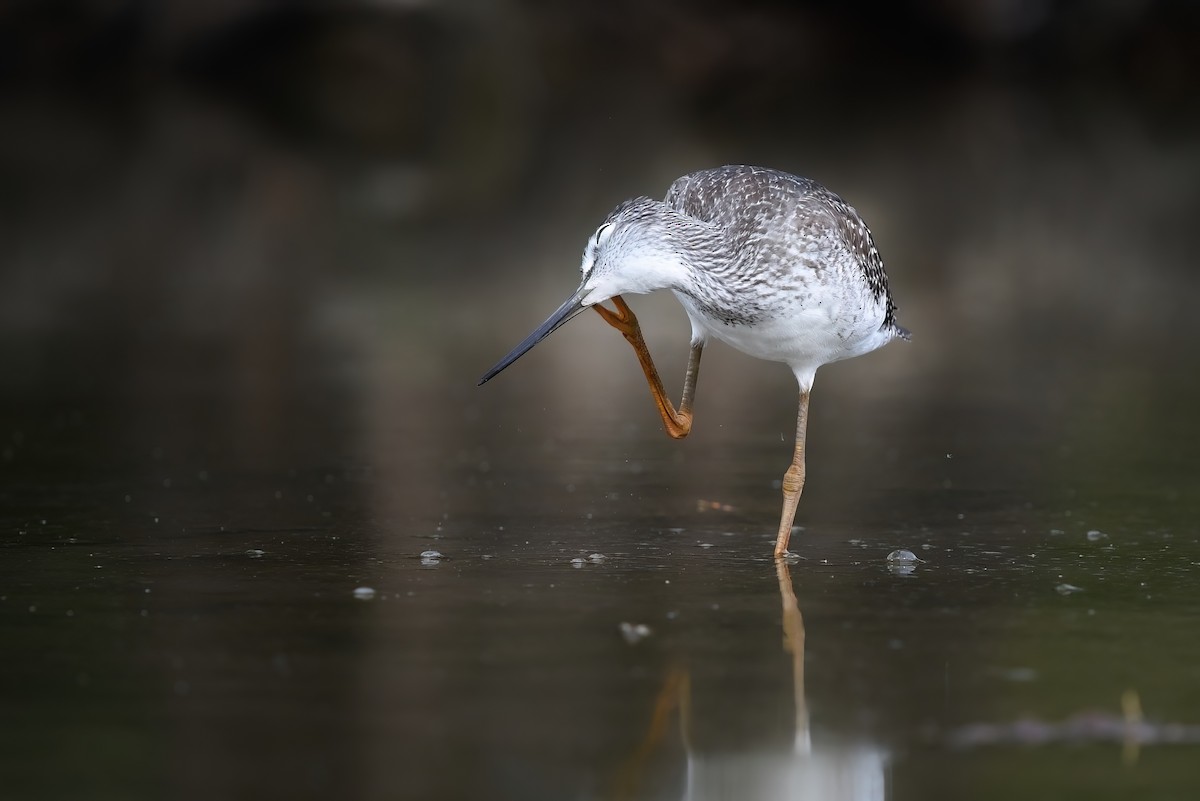 Greater Yellowlegs - ML481551071