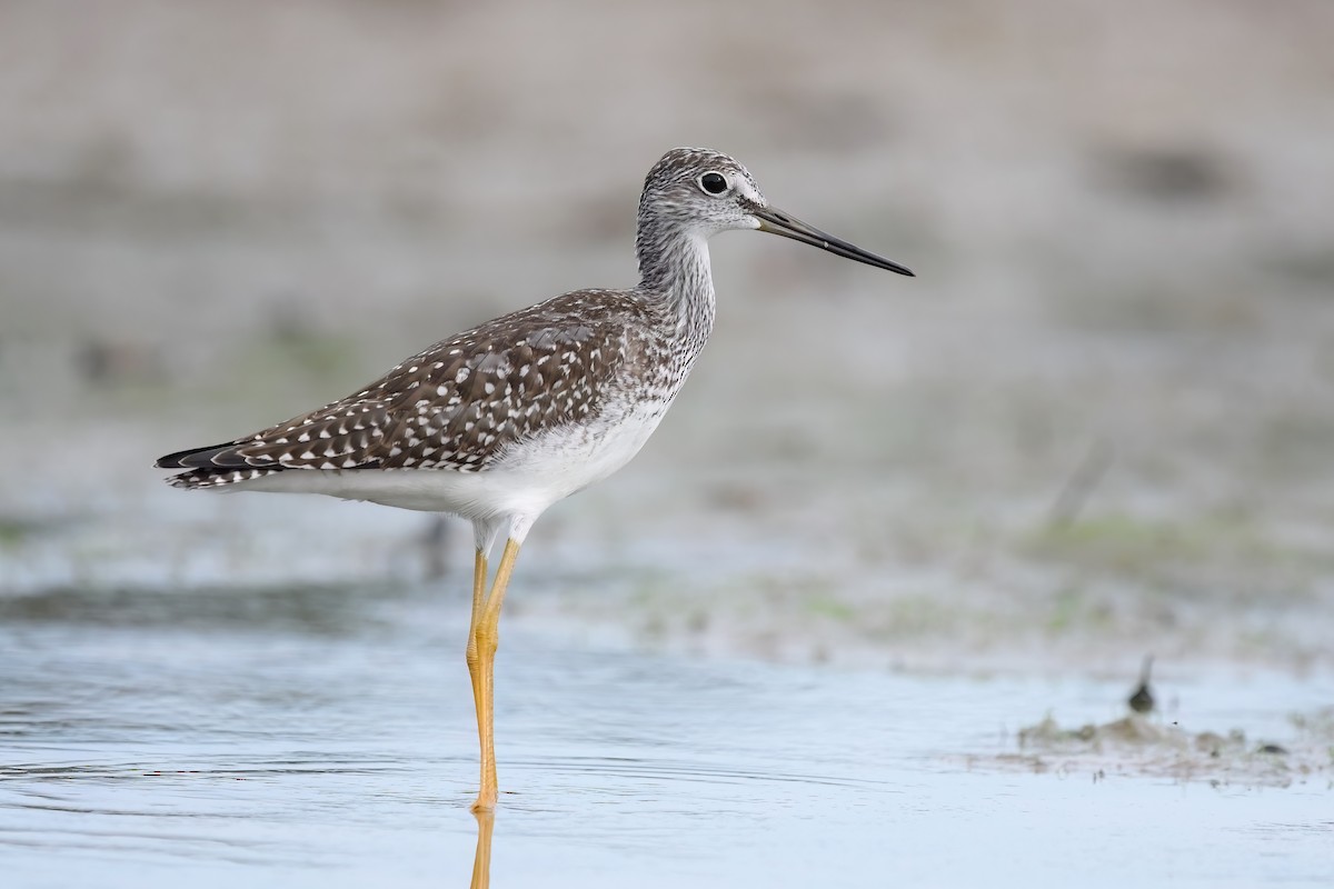 Greater Yellowlegs - ML481551111