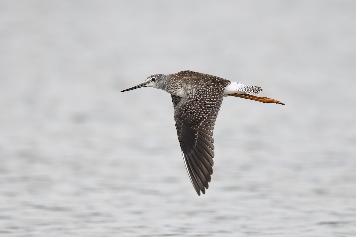 Greater Yellowlegs - ML481551121