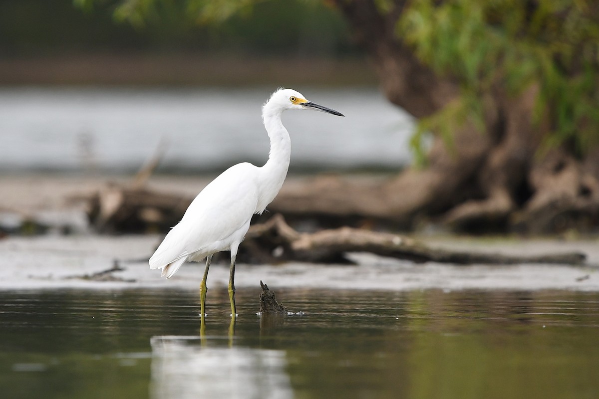 Snowy Egret - ML481551191