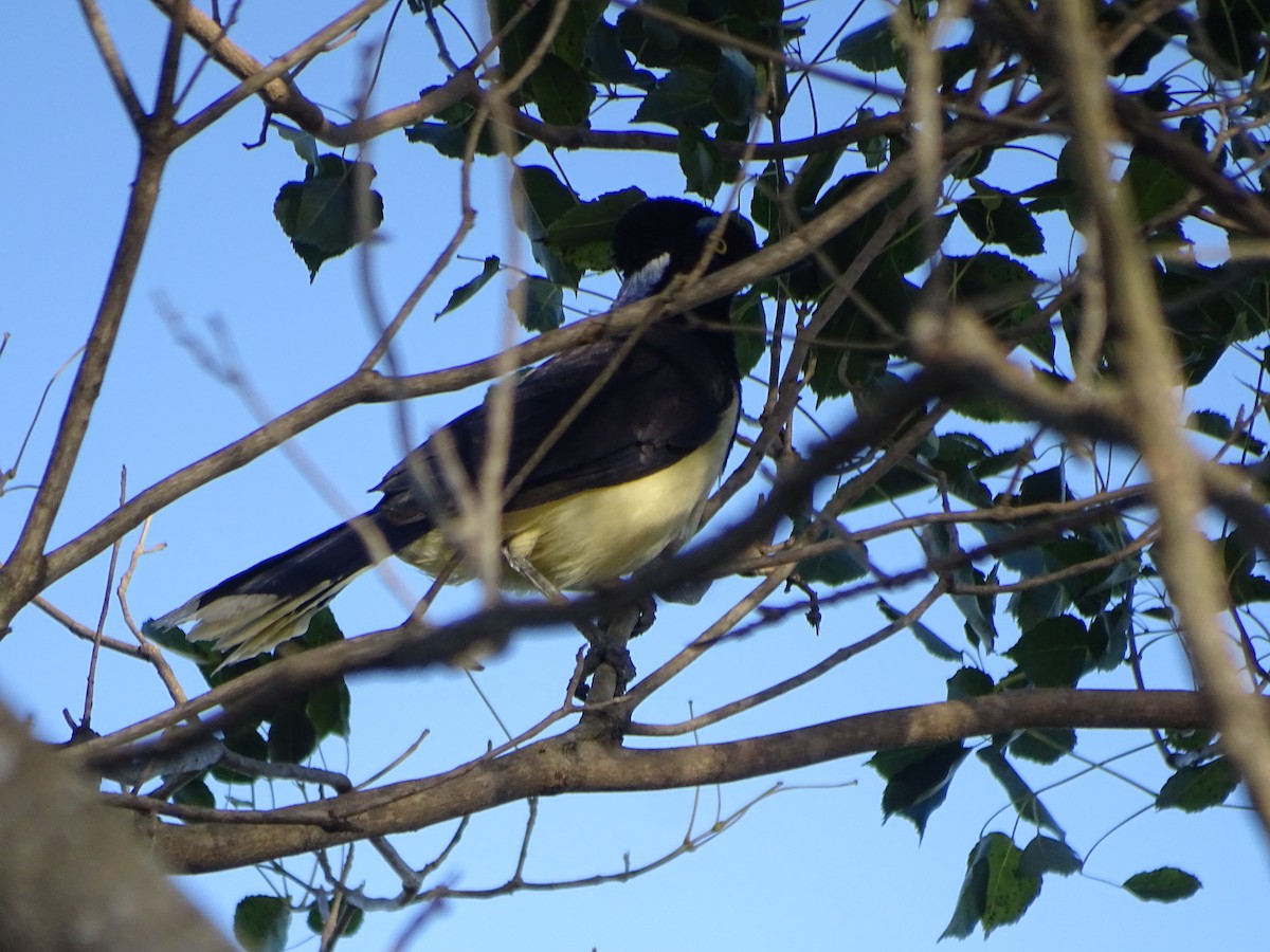 Plush-crested Jay - Mirian Del Río