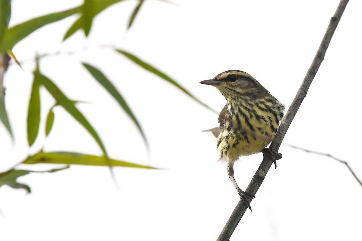 Northern Waterthrush - ML481551341