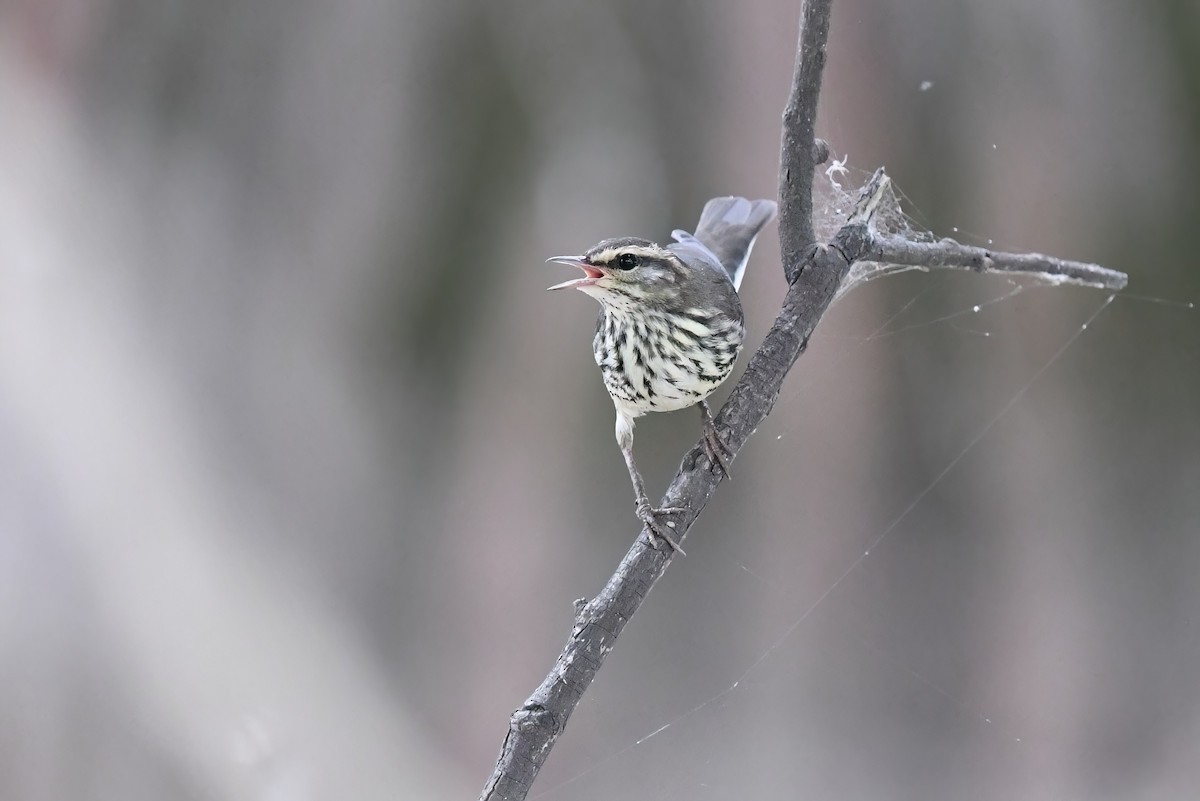 Northern Waterthrush - ML481551361