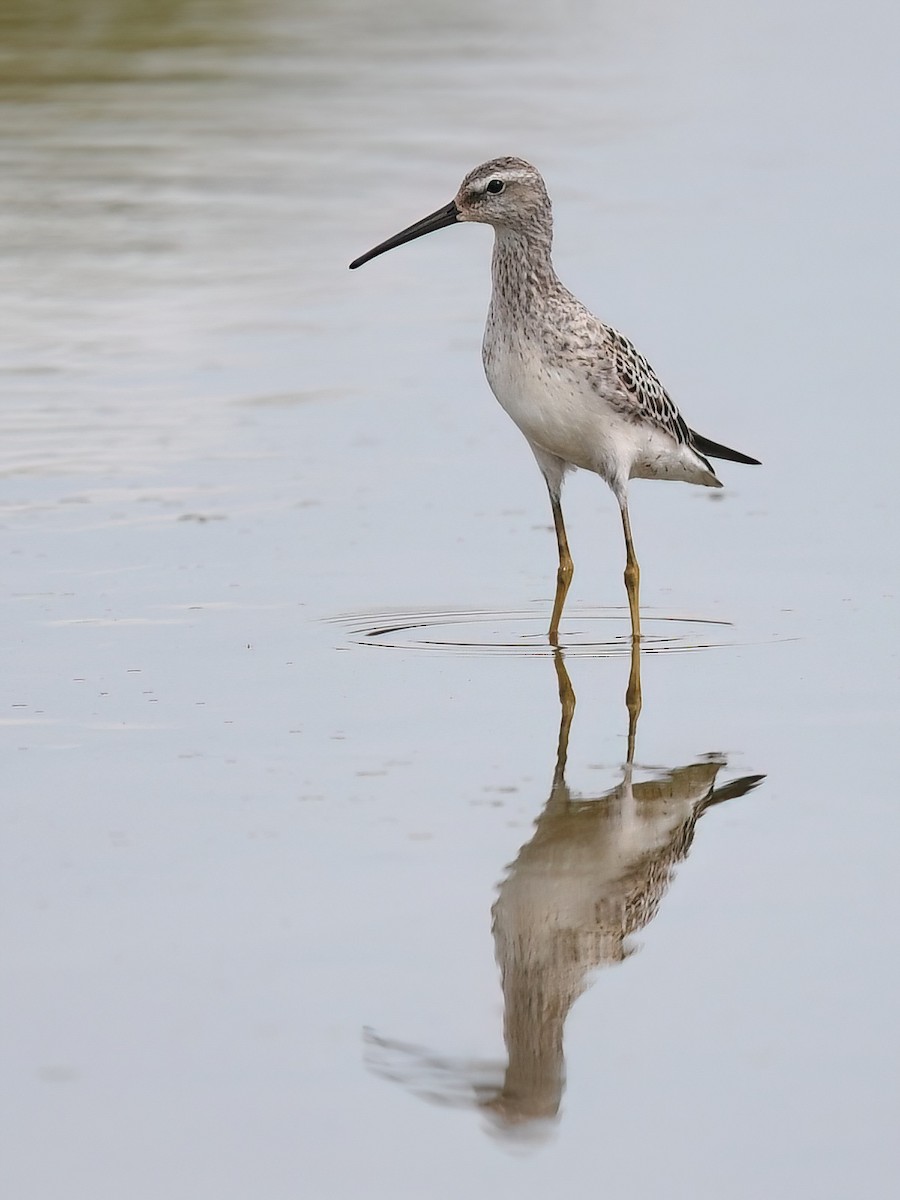 Stilt Sandpiper - ML481551831