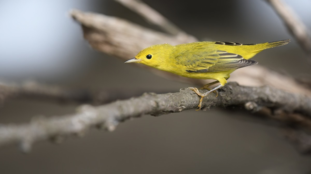 Yellow Warbler - ML481551921