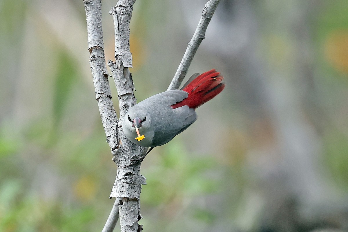 Lavender Waxbill - David McQuade