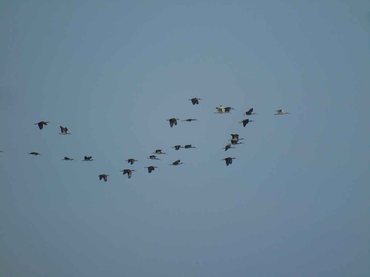 White Ibis - ML481554281