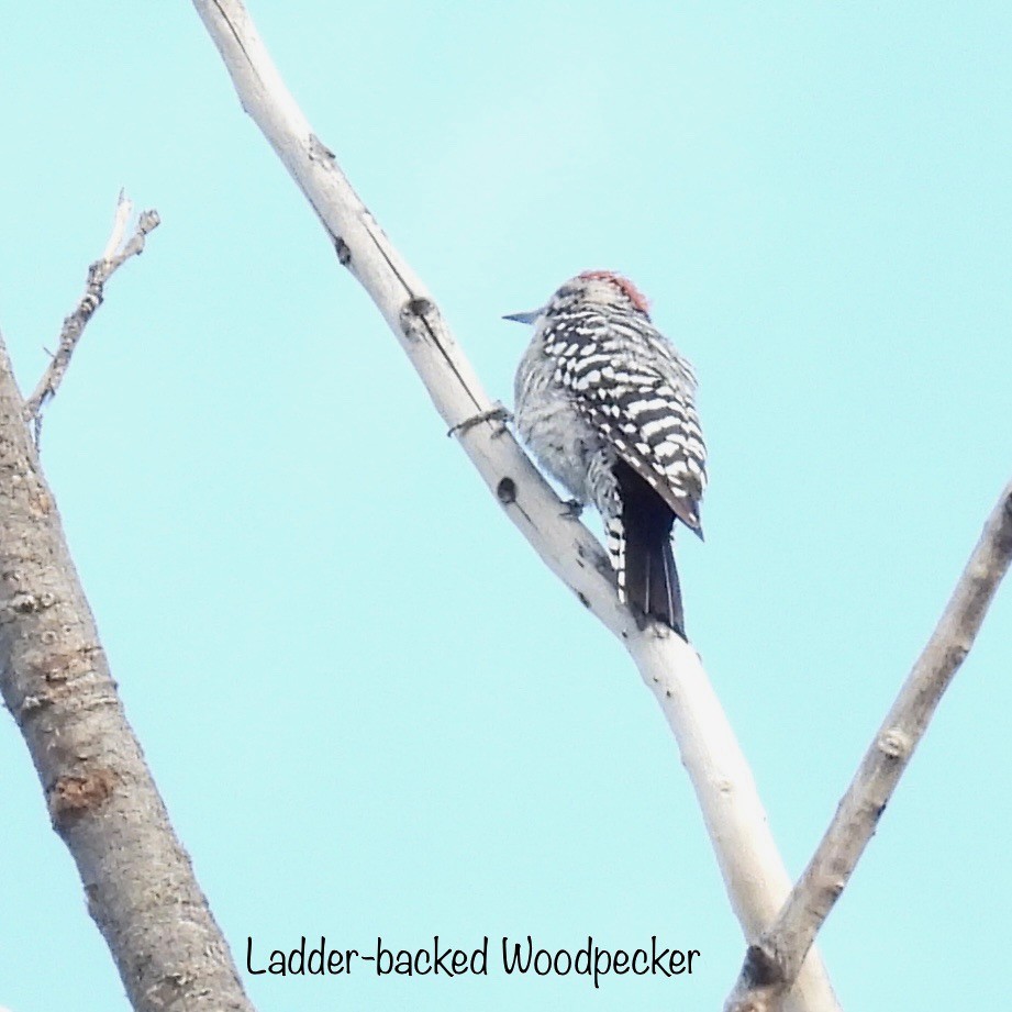 Ladder-backed Woodpecker - ML481555371