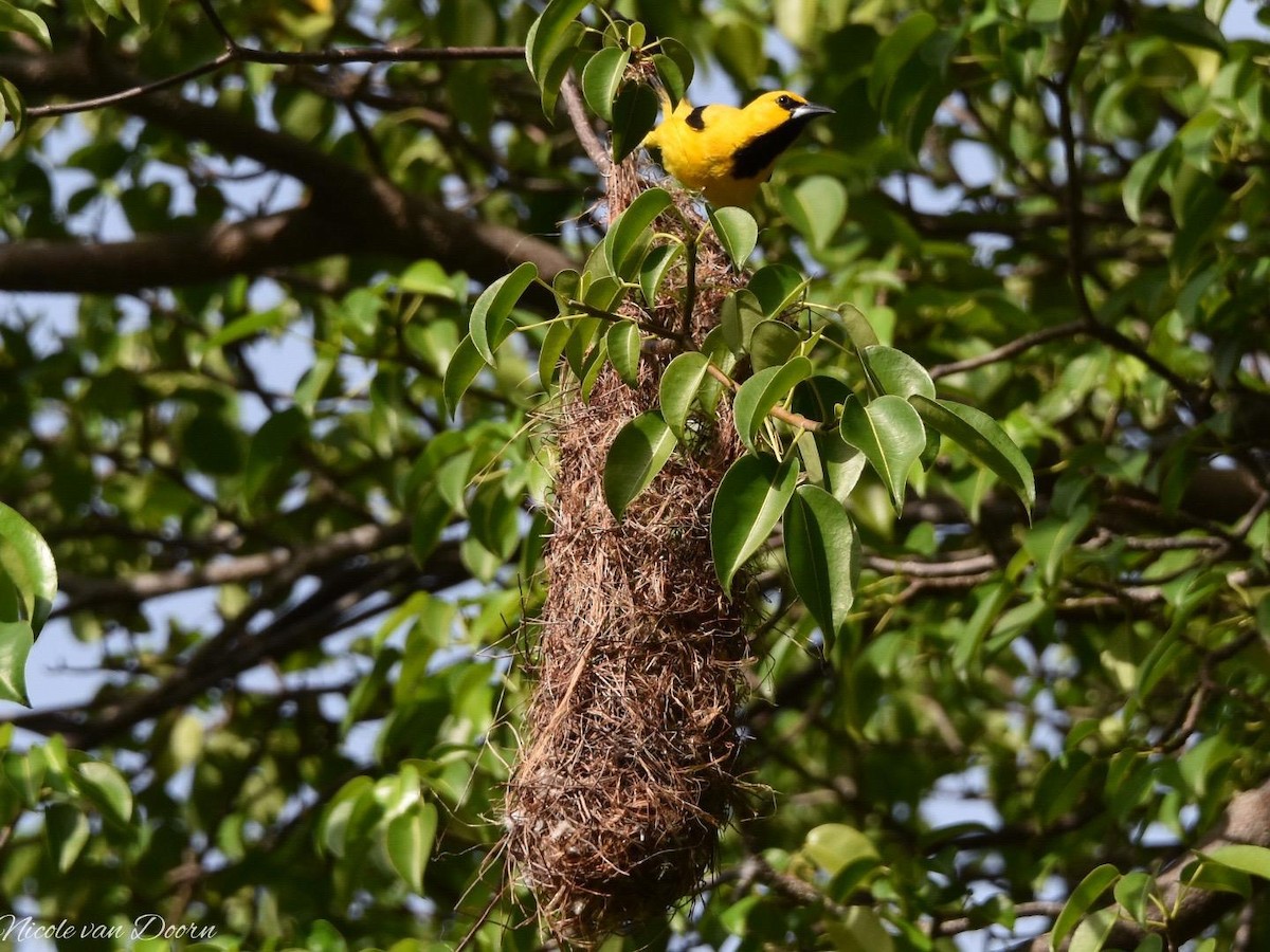 Yellow Oriole - ML481555621