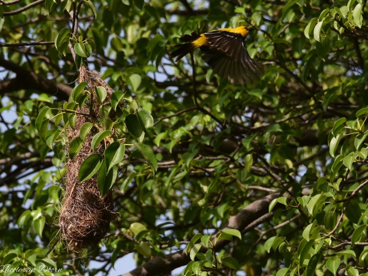 Yellow Oriole - ML481555681