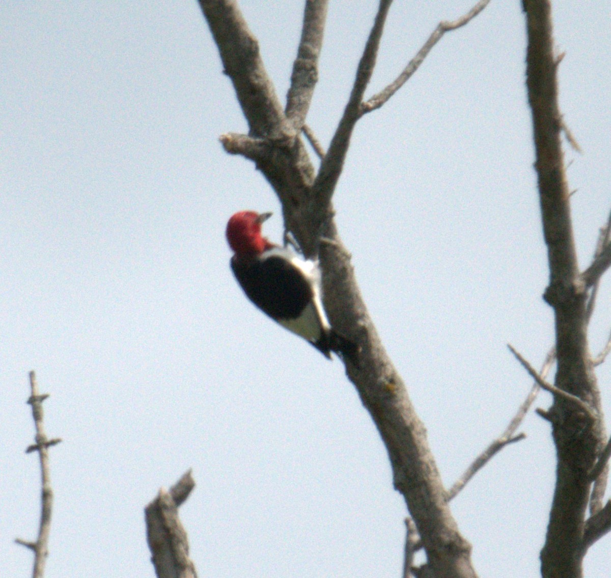 Red-headed Woodpecker - ML481556351