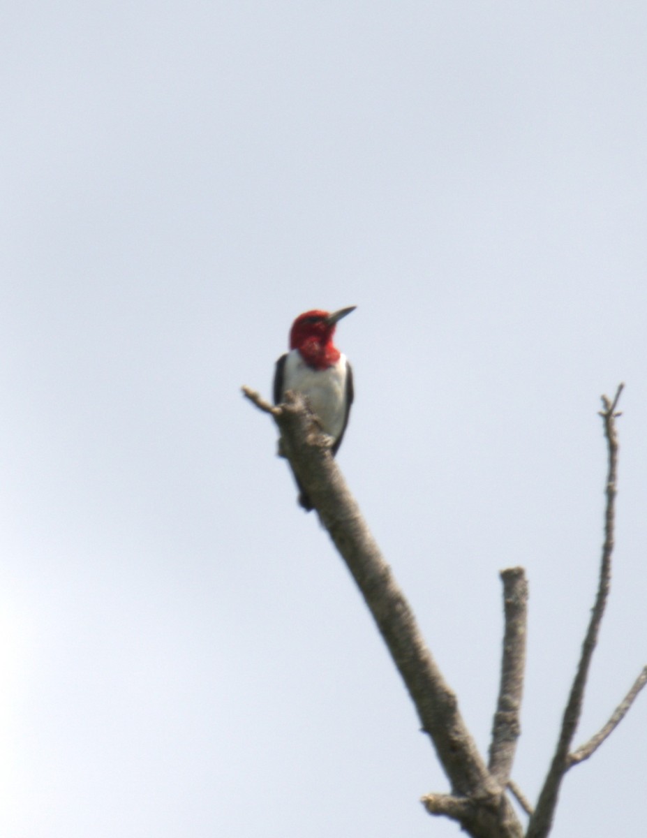 Red-headed Woodpecker - ML481556361