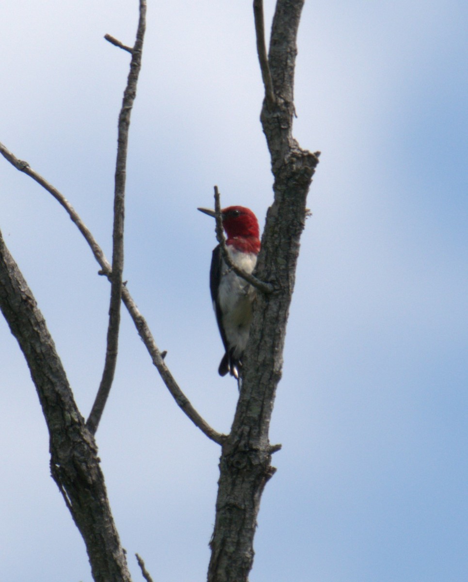 Red-headed Woodpecker - ML481556381
