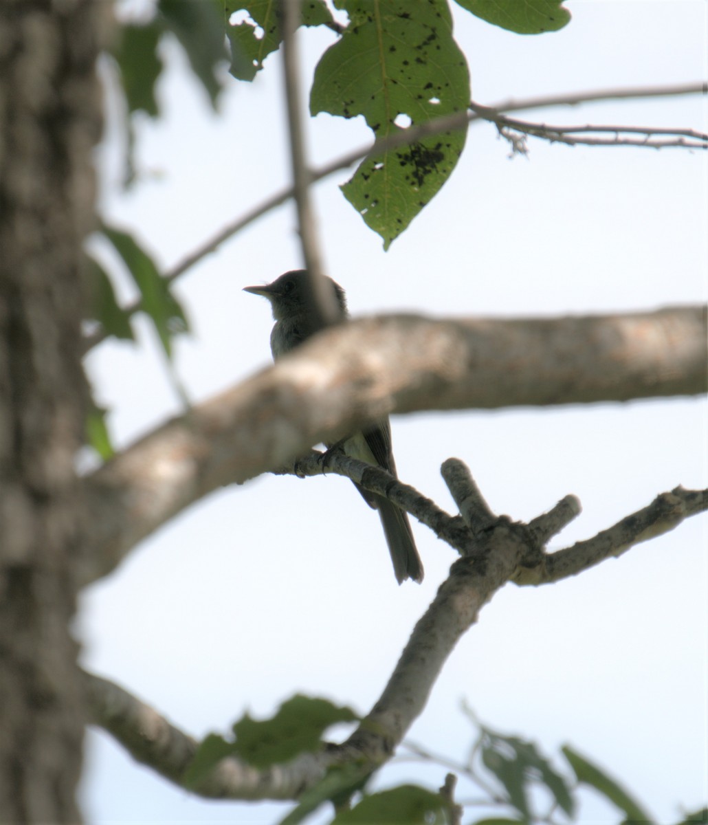 Eastern Wood-Pewee - ML481556711