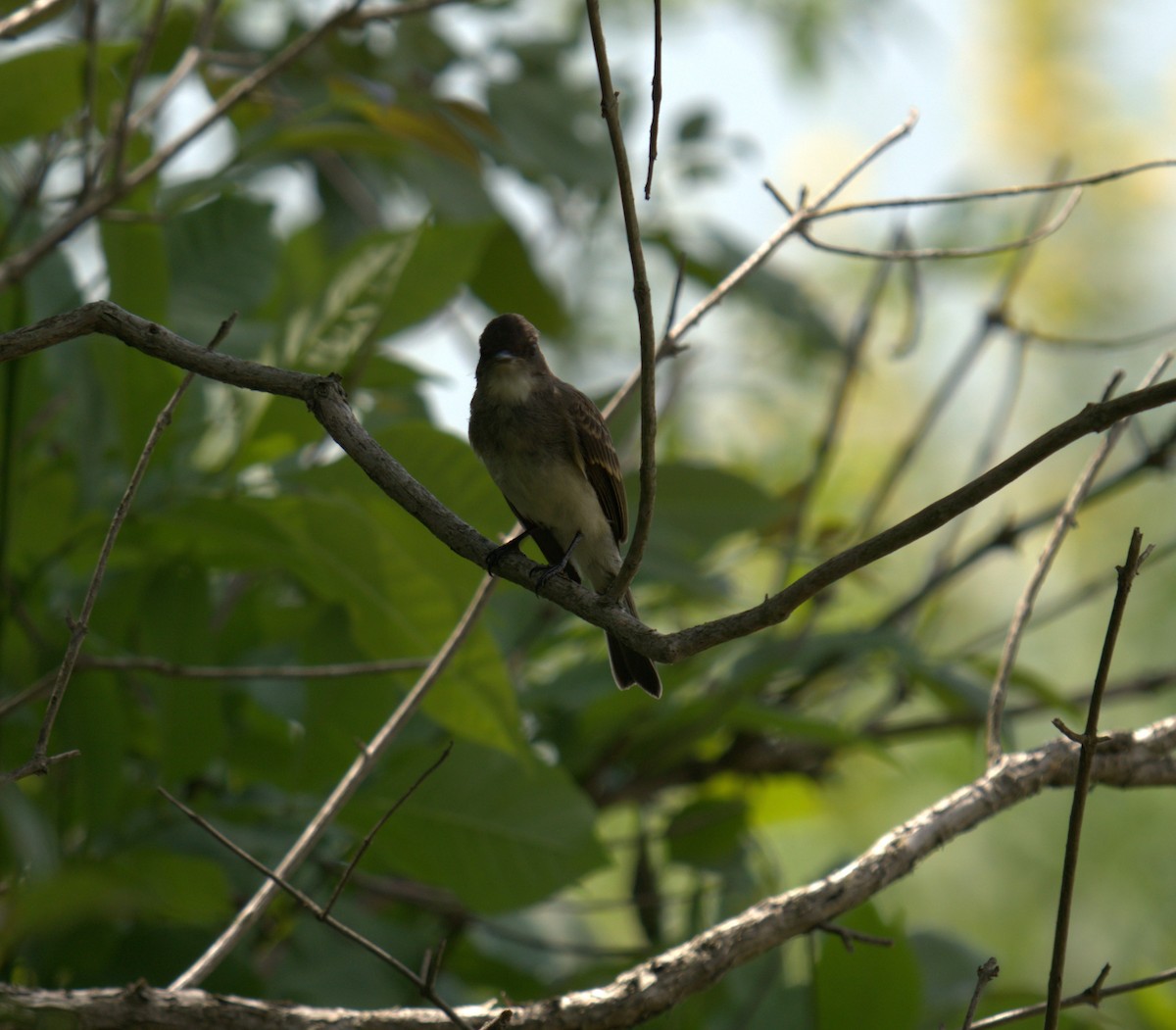 Eastern Wood-Pewee - ML481556731