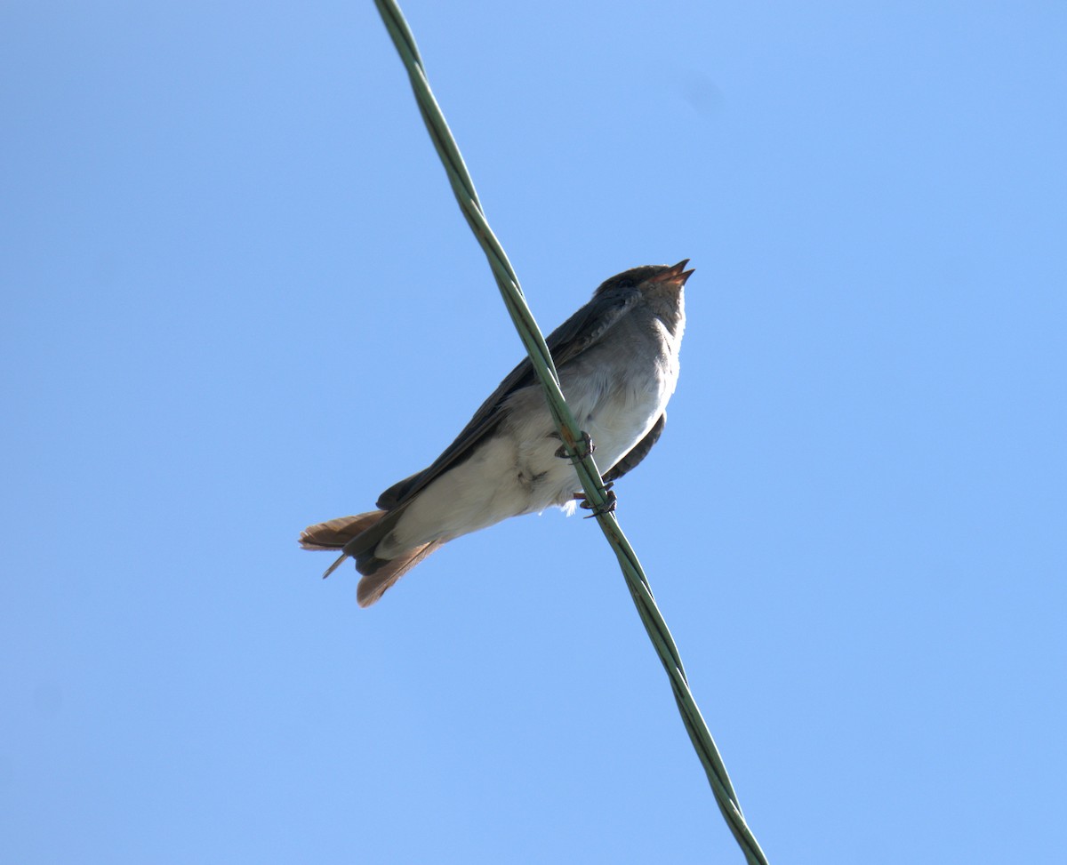 Northern Rough-winged Swallow - ML481558101