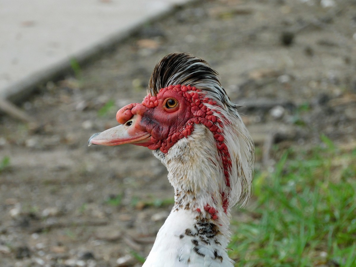 Muscovy Duck (Domestic type) - Kathy Rhodes