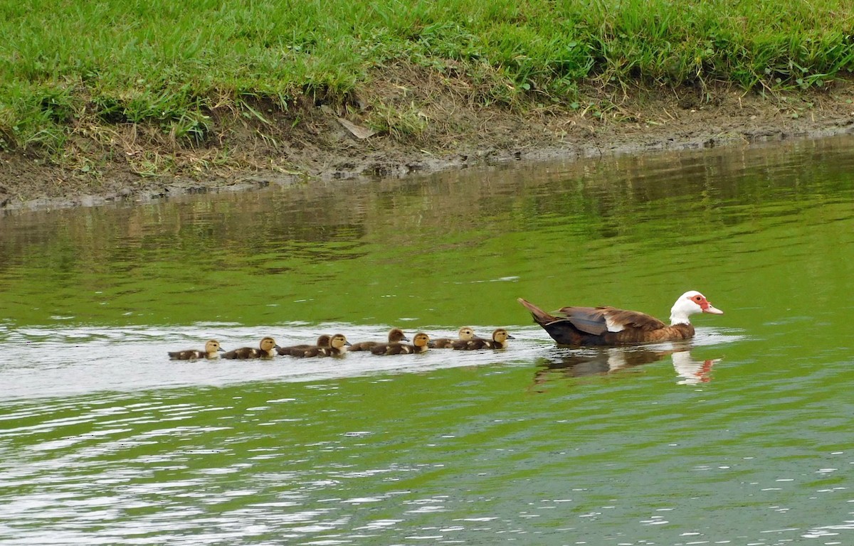 Muscovy Duck (Domestic type) - Kathy Rhodes