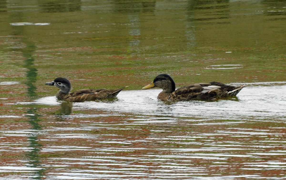 Mallard (Domestic type) - ML481558261