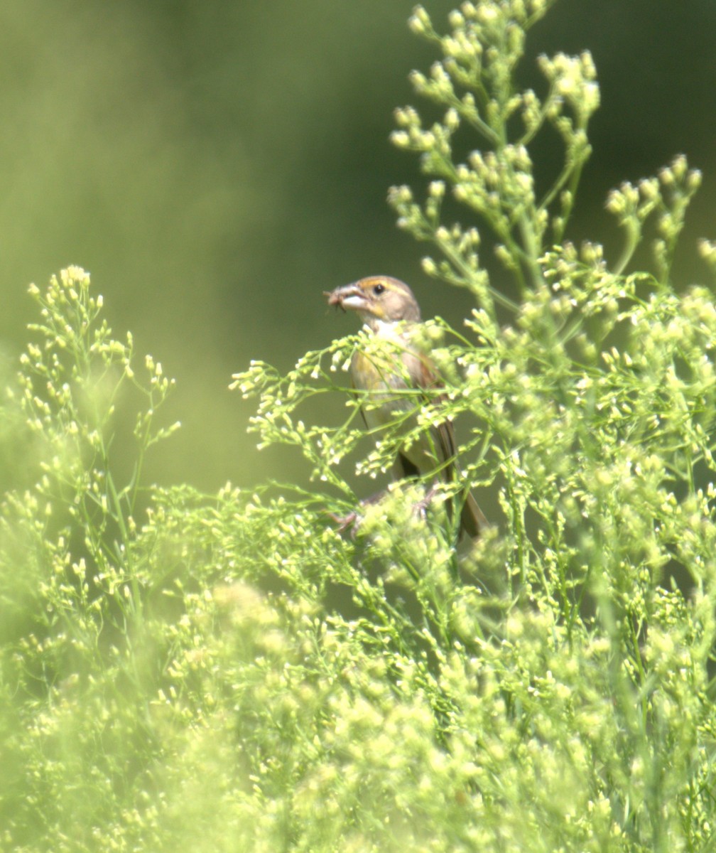 Dickcissel - ML481558641