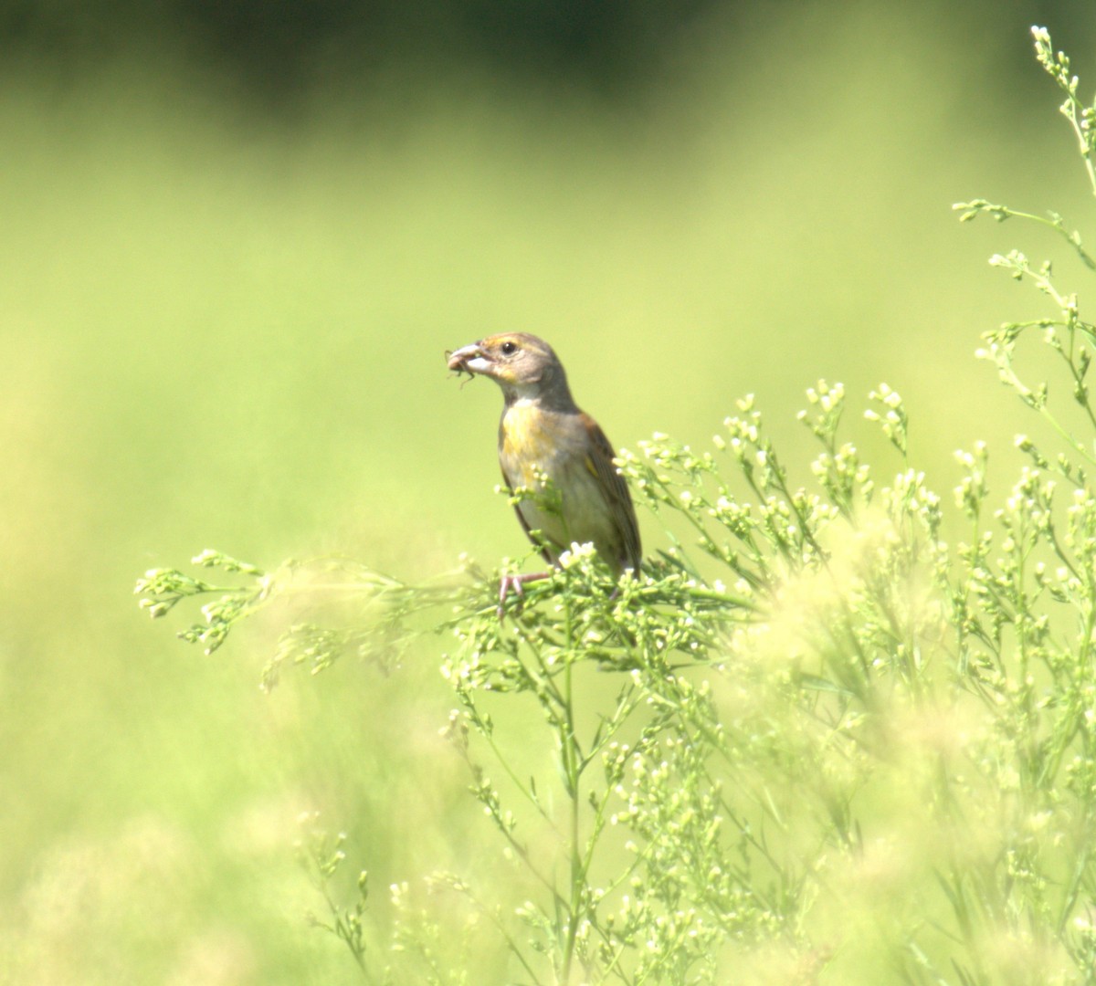 Dickcissel - ML481558651