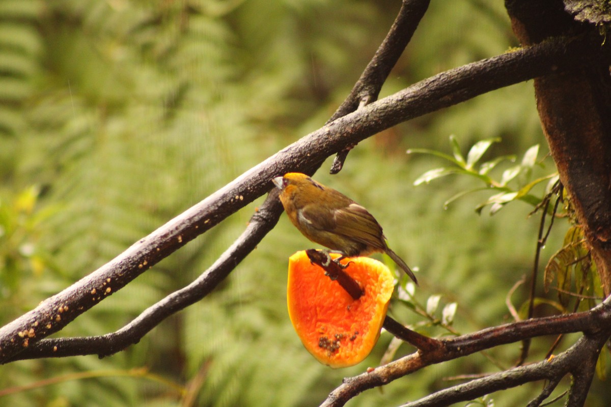 Prong-billed Barbet - Iyok Madriz Guevara