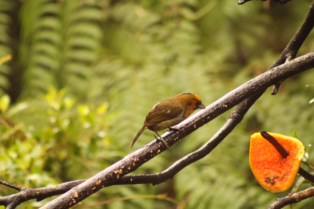 Prong-billed Barbet - Iyok Madriz Guevara