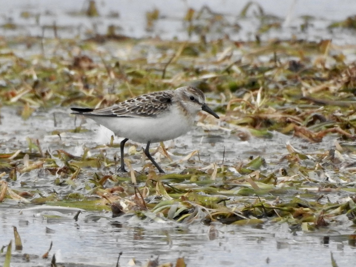 Semipalmated Sandpiper - ML481559961