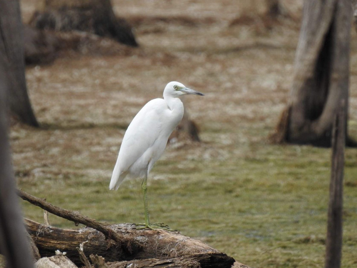 Little Blue Heron - ML481560421