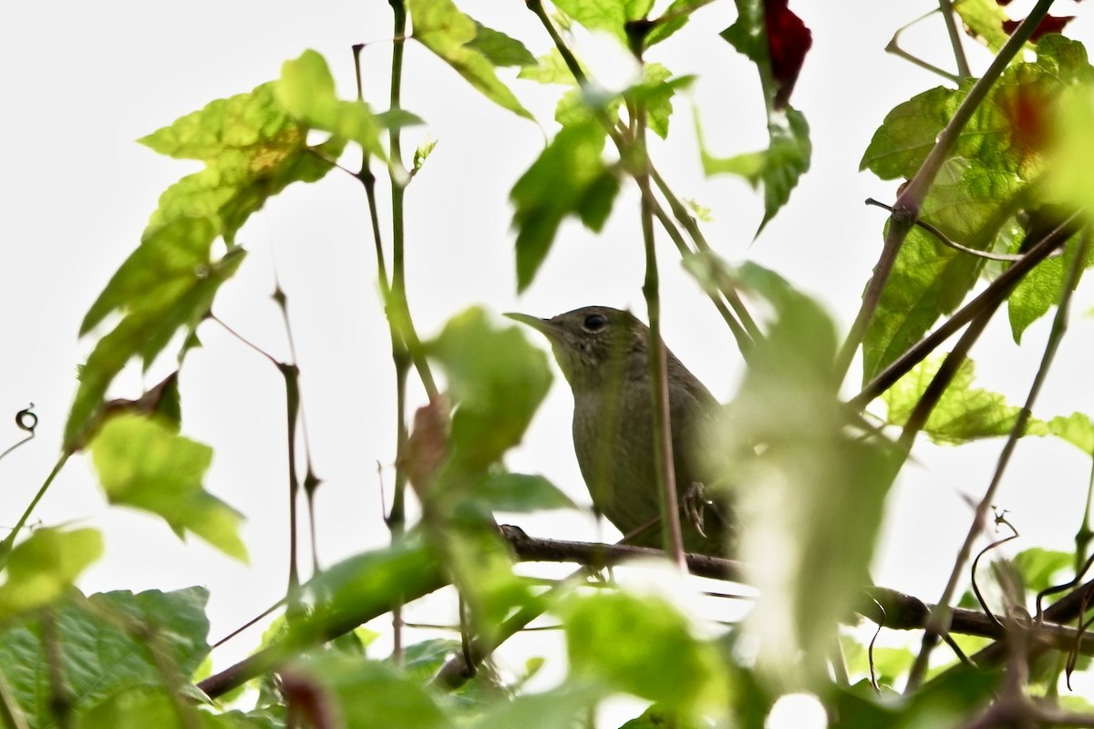 House Wren - ML481560931