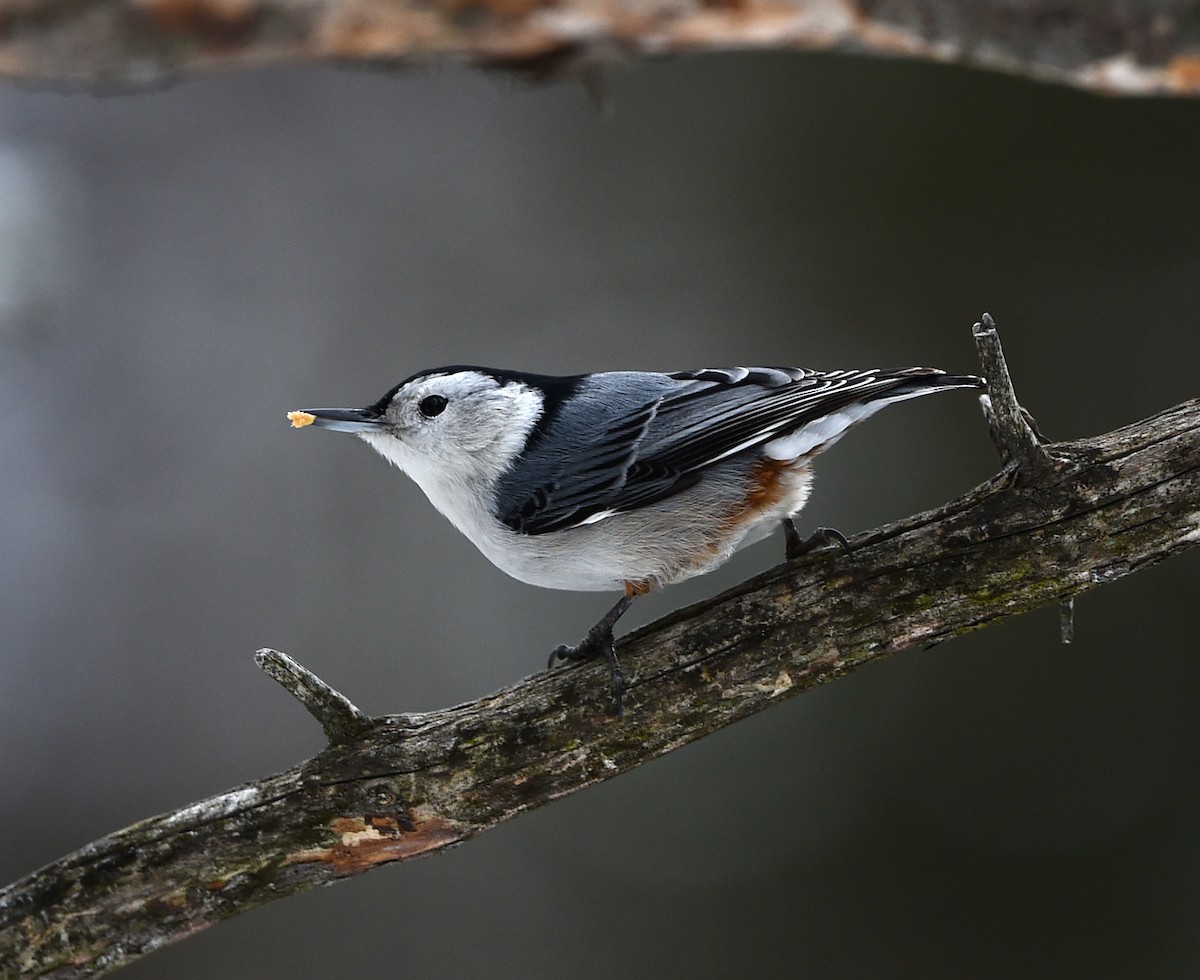 White-breasted Nuthatch - ML48156121