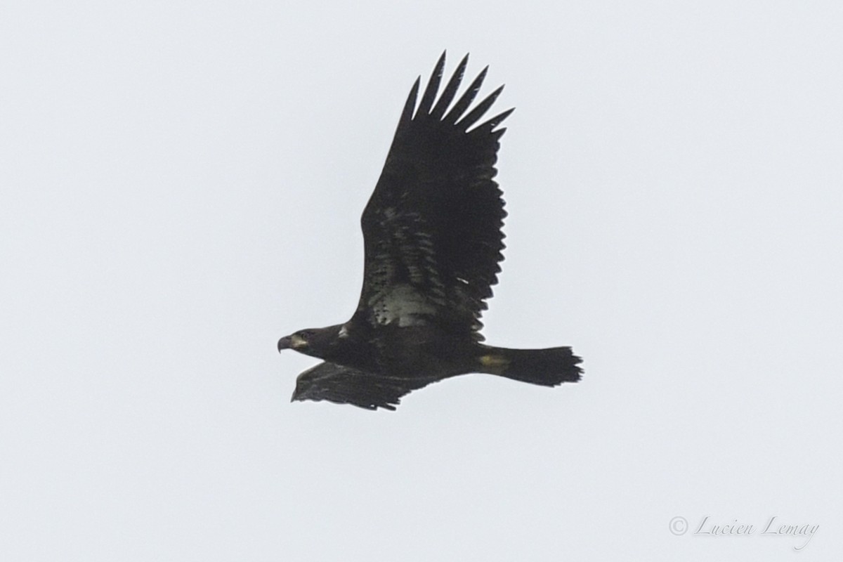 Bald Eagle - ML481561481