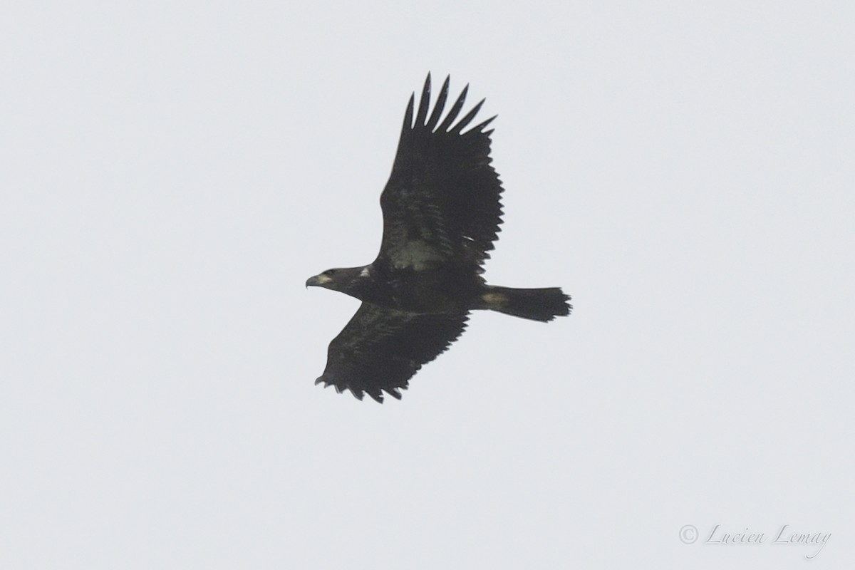 Bald Eagle - ML481561521