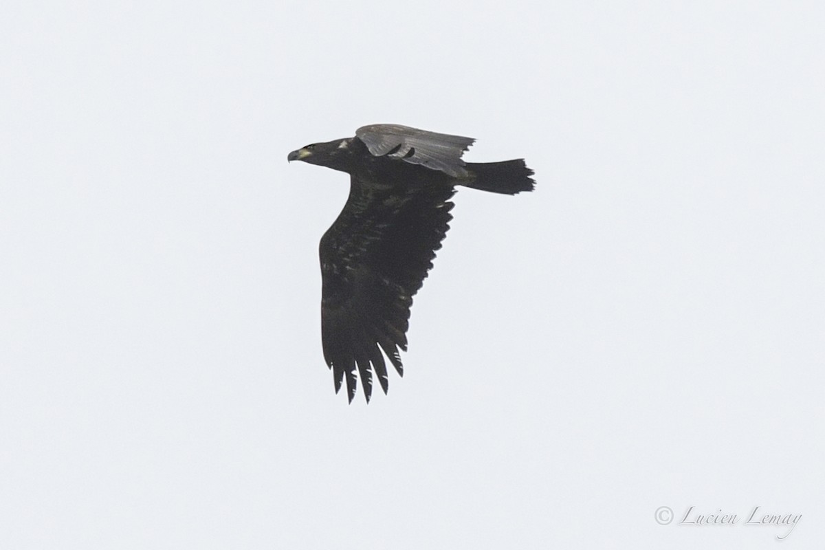 Bald Eagle - ML481561541