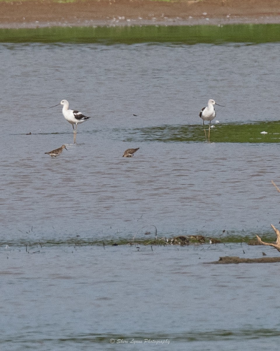 American Avocet - ML481564891