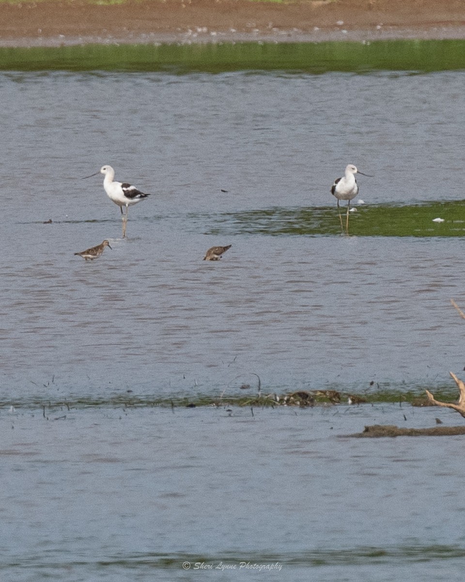 American Avocet - ML481564891