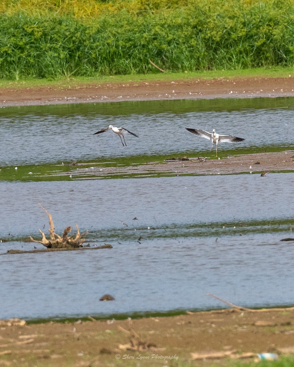 Avocette d'Amérique - ML481564901