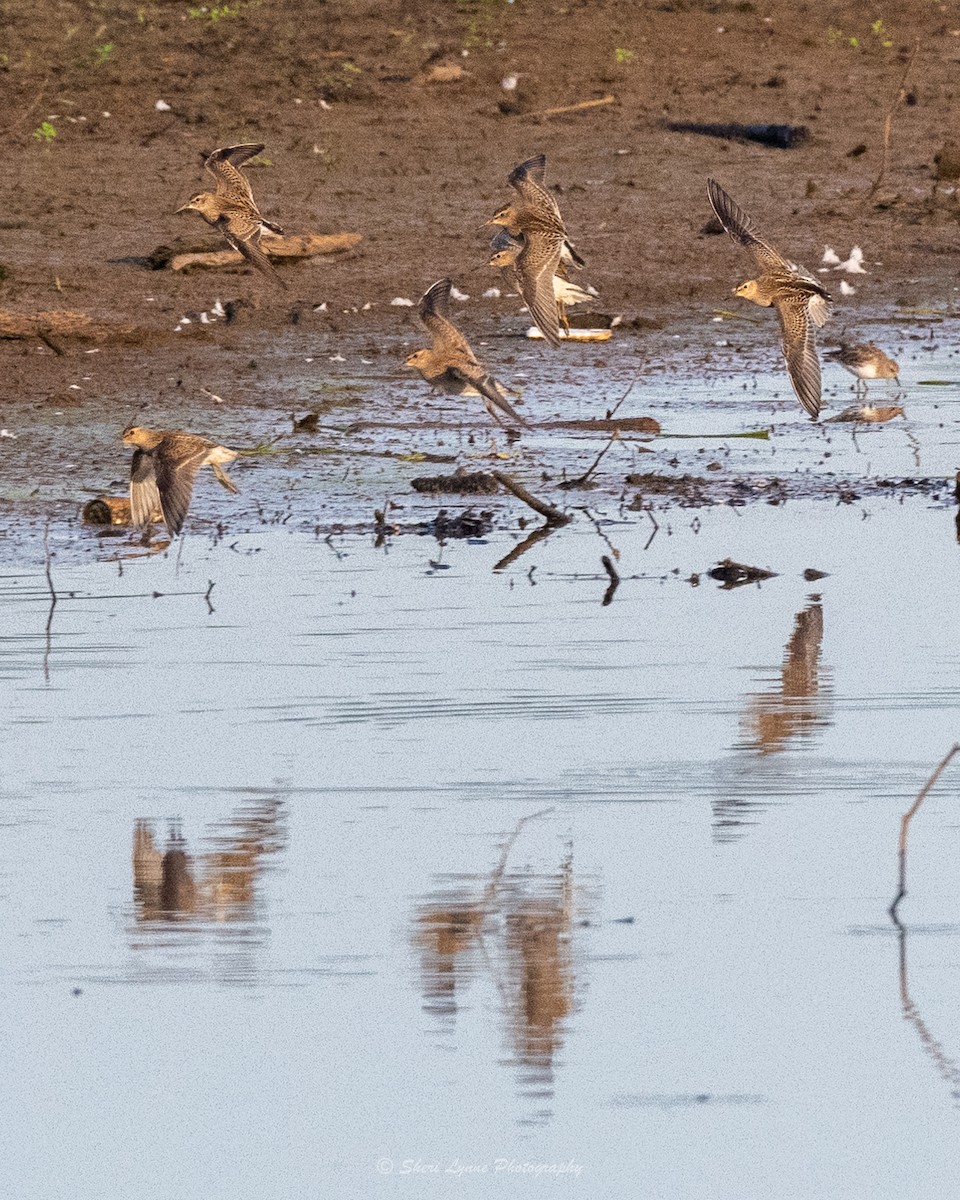 Pectoral Sandpiper - ML481565161