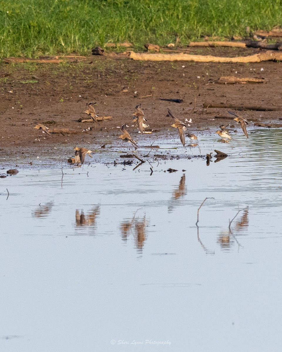 Pectoral Sandpiper - ML481565171