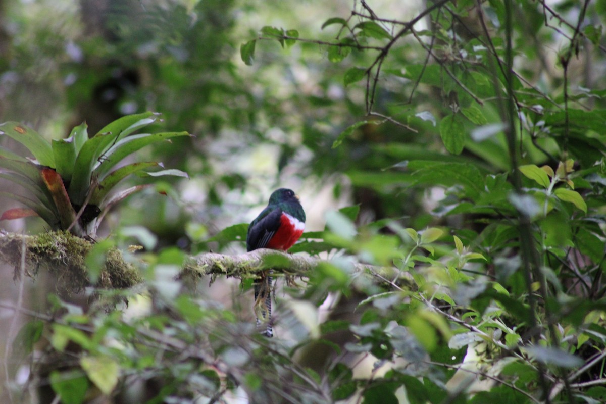 Collared Trogon - Iyok Madriz Guevara