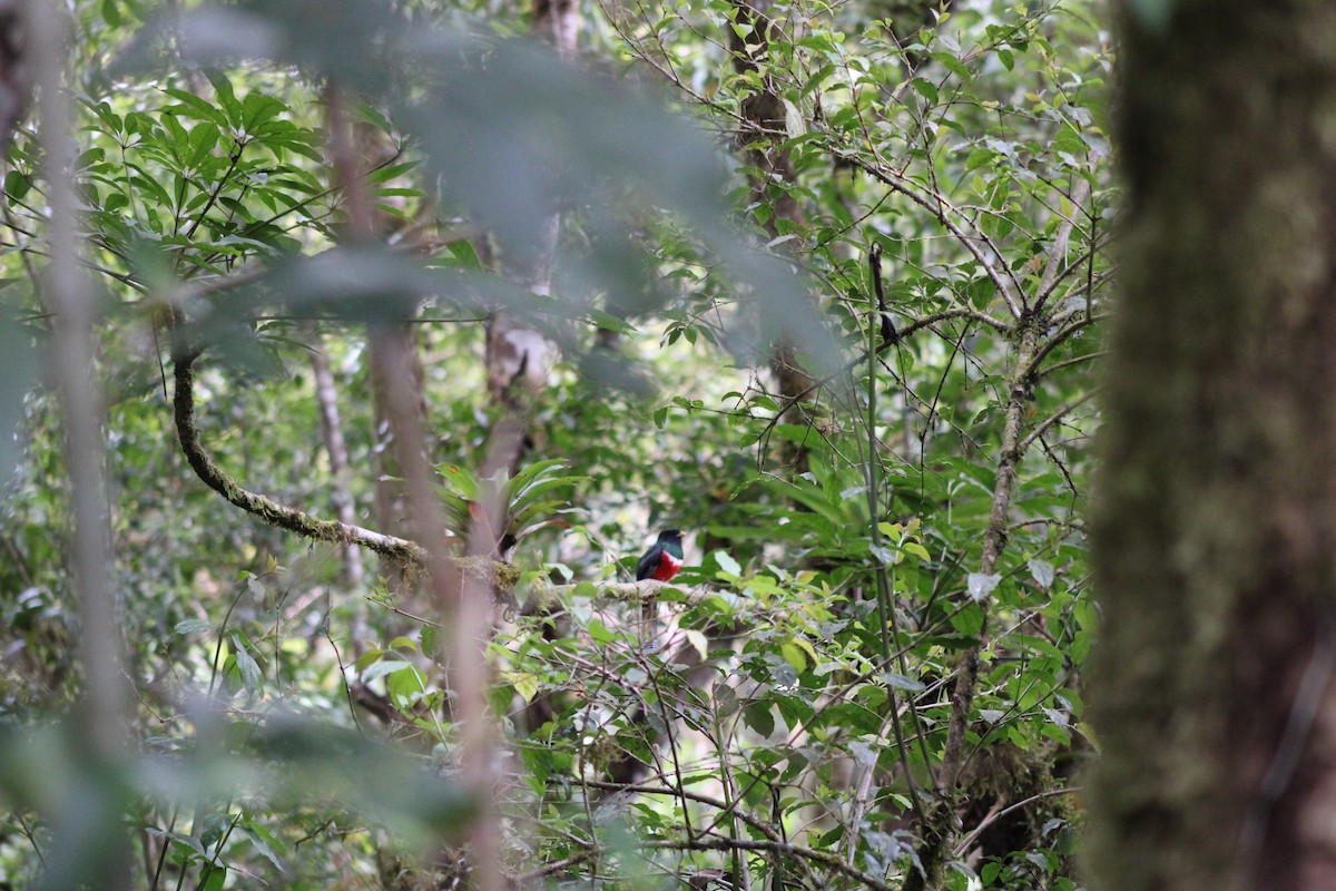 Trogón Acollarado - ML481565211