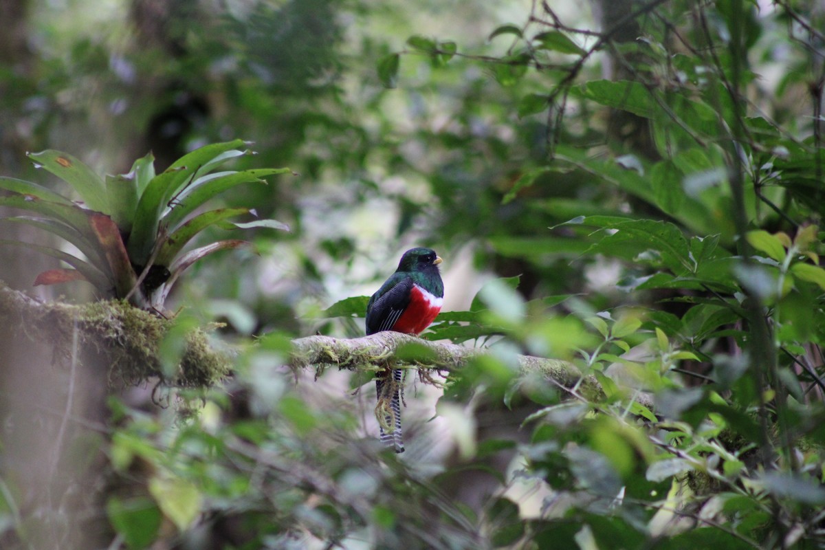 Collared Trogon - ML481565251