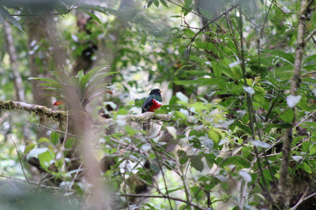 trogon límcový - ML481565281