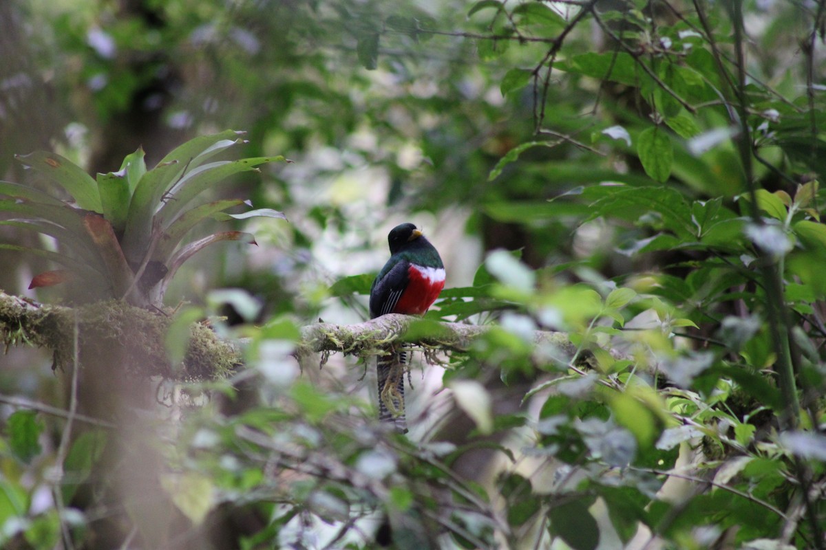 Collared Trogon - ML481565301