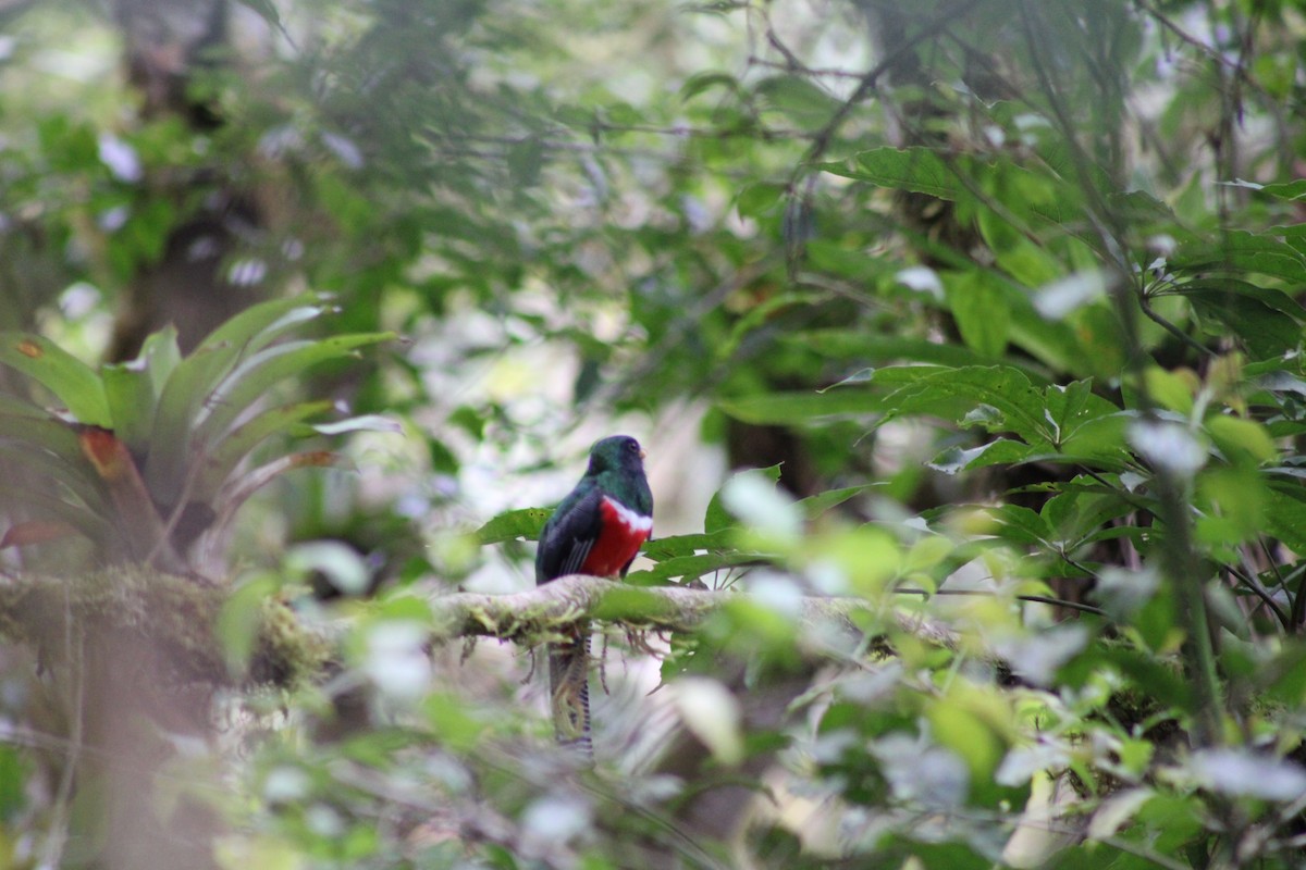 Collared Trogon - Iyok Madriz Guevara